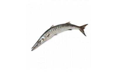 Barracuda 500-1000g 3-pack